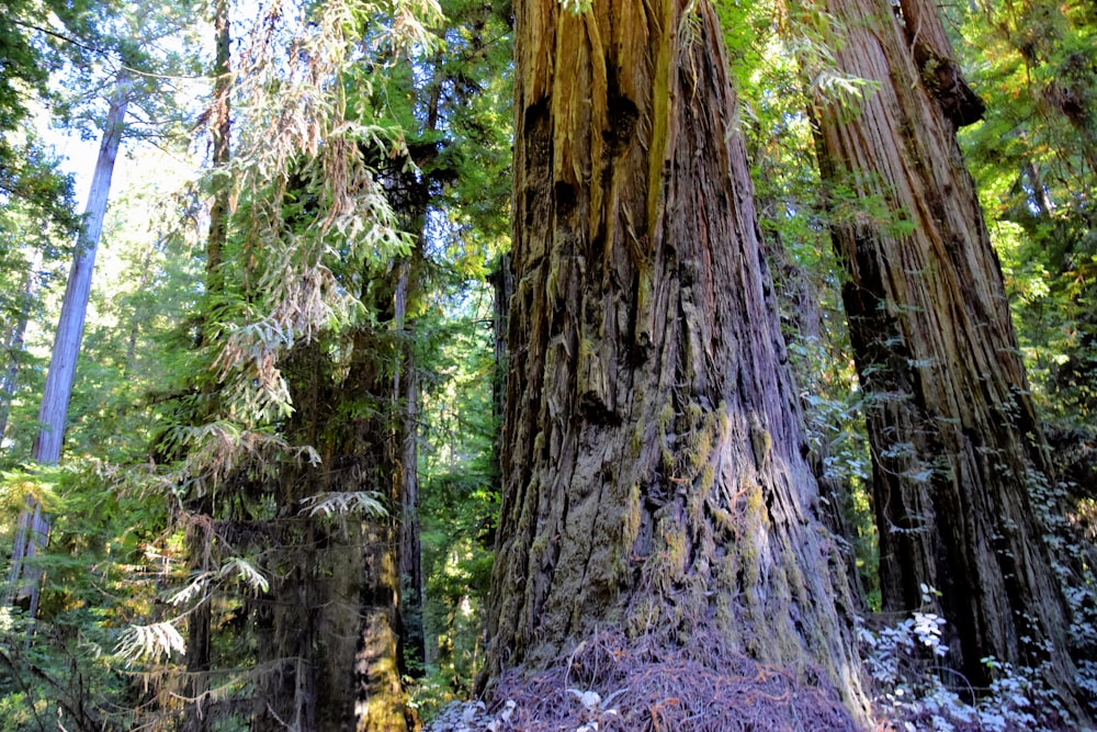 a group of trees with bark