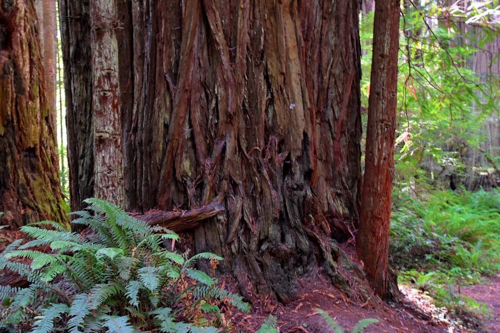 a tree trunk with a hole in it