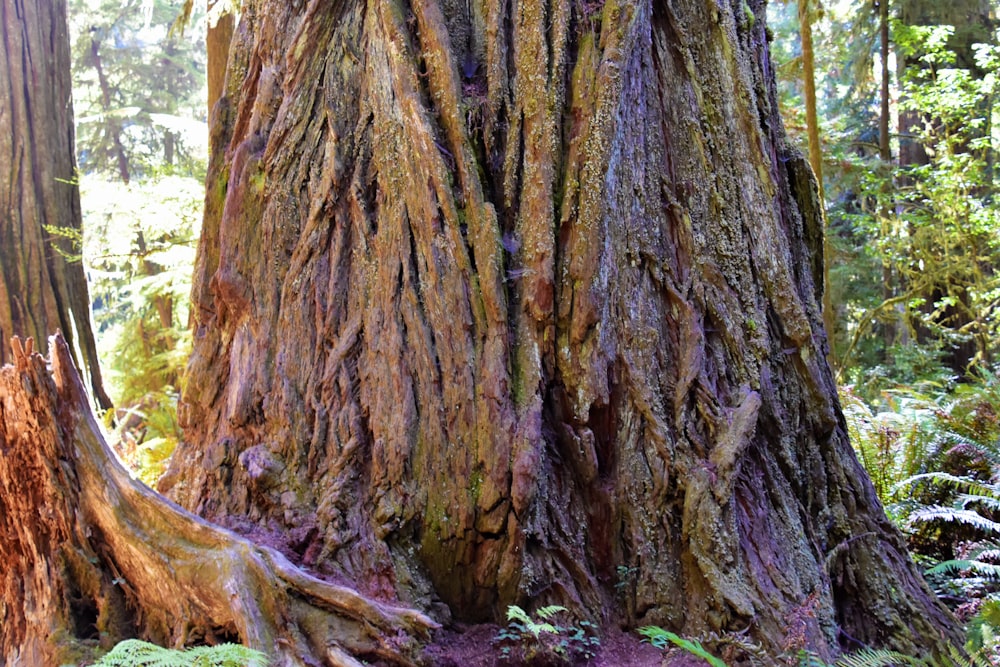 a tree trunk with many roots