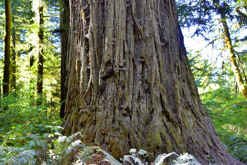 a tree trunk with many barks