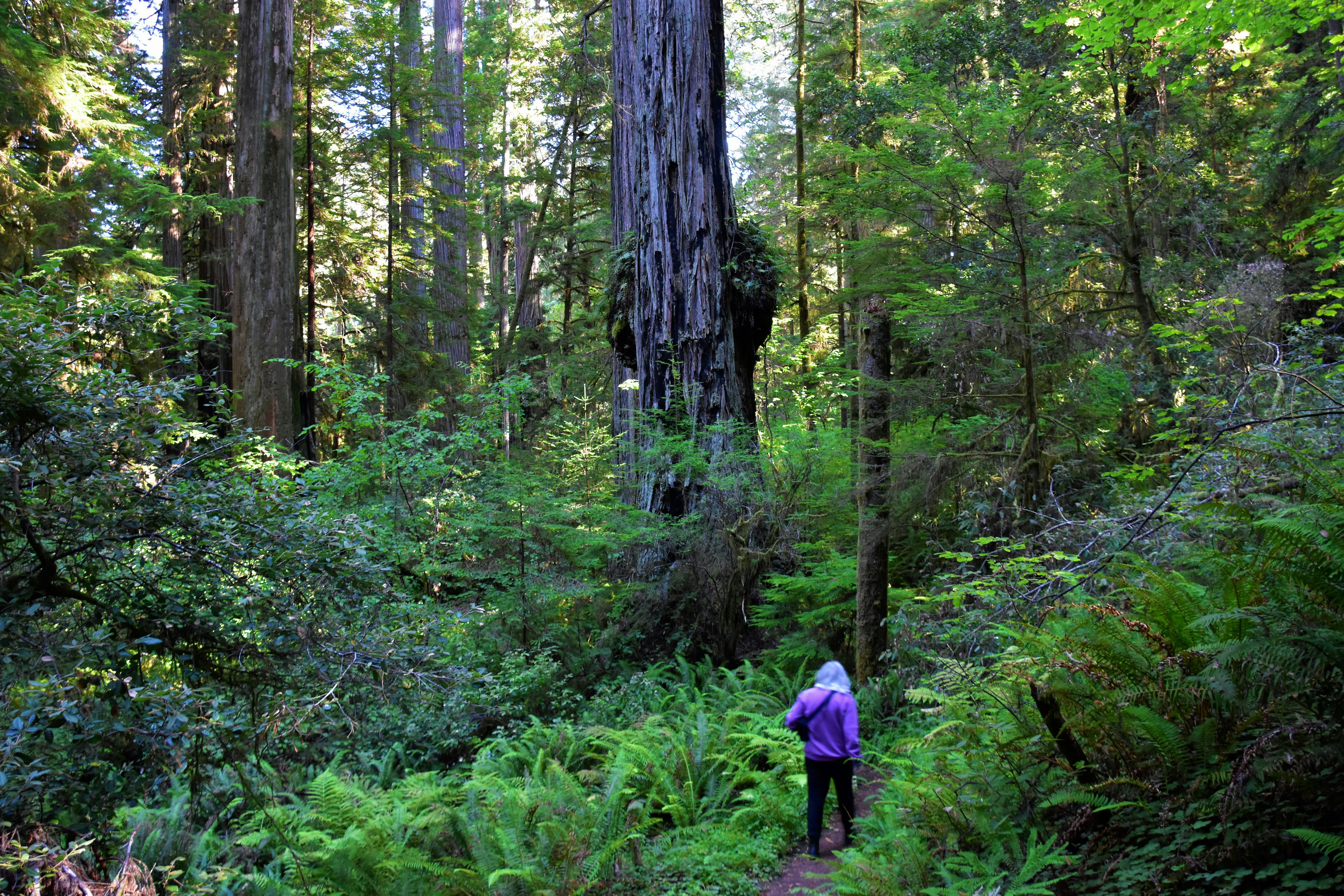 a person walking in a forest