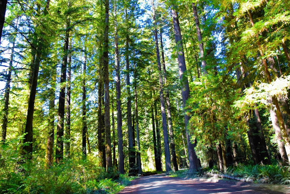 a road in a forest