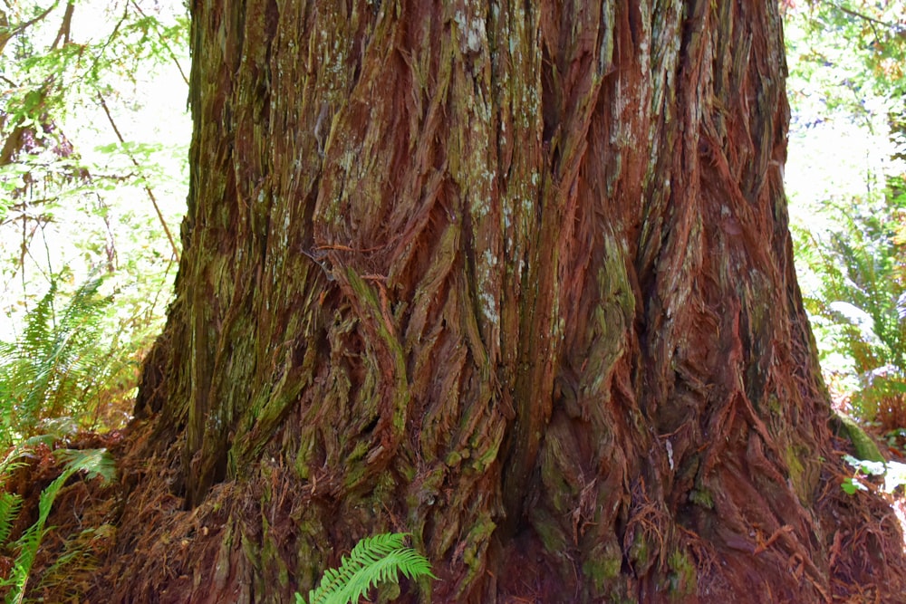 a tree with many roots