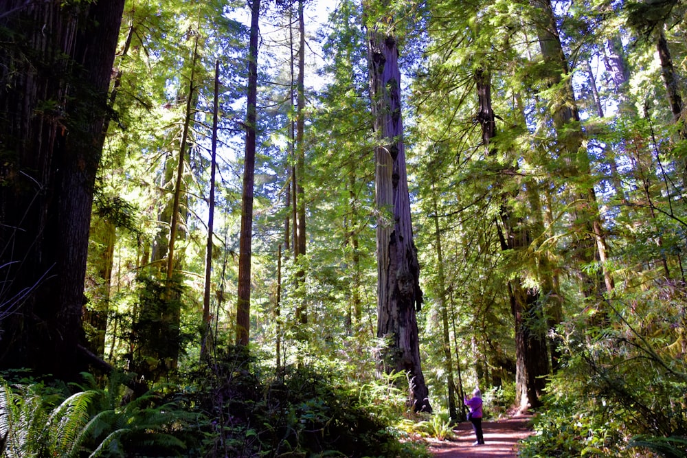 a person walking on a path in a forest