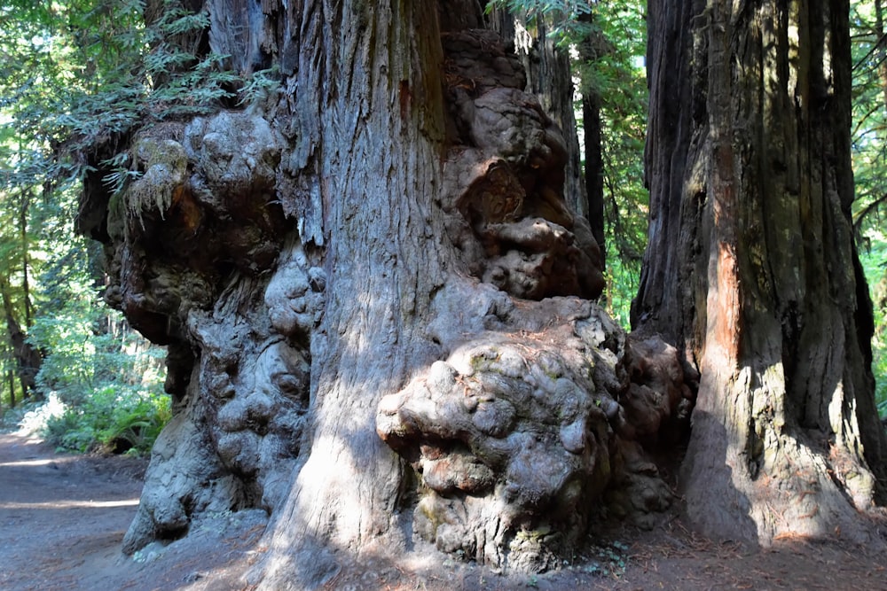 a group of trees with large roots