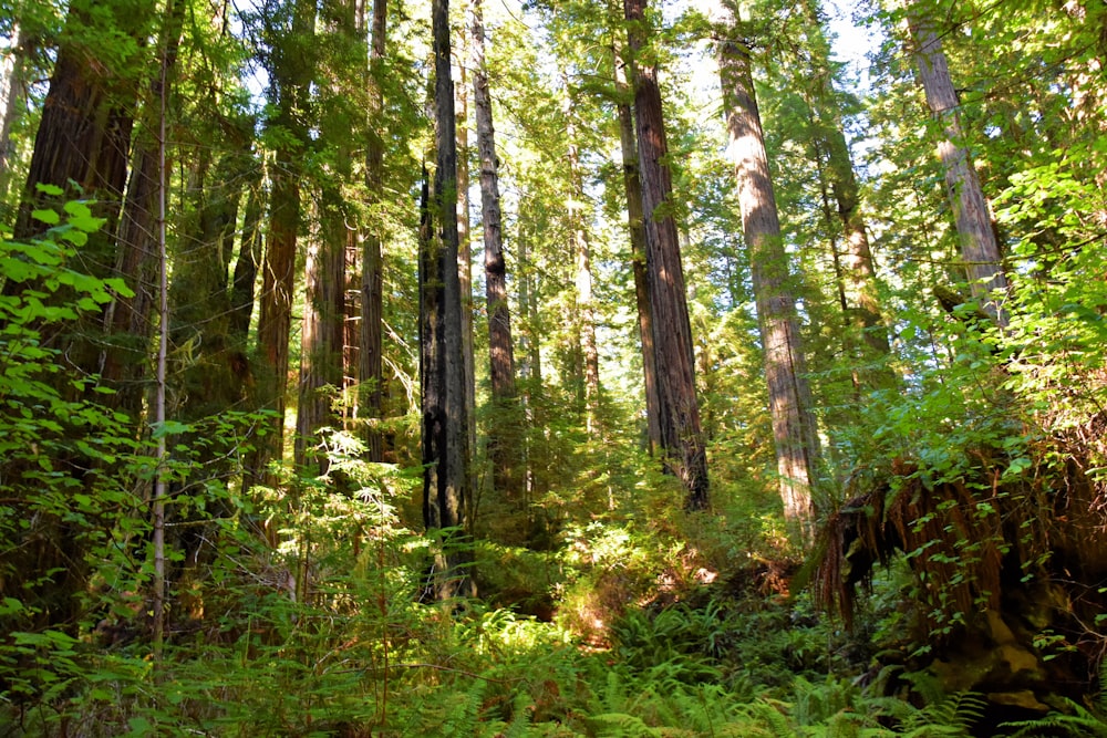 a forest with trees