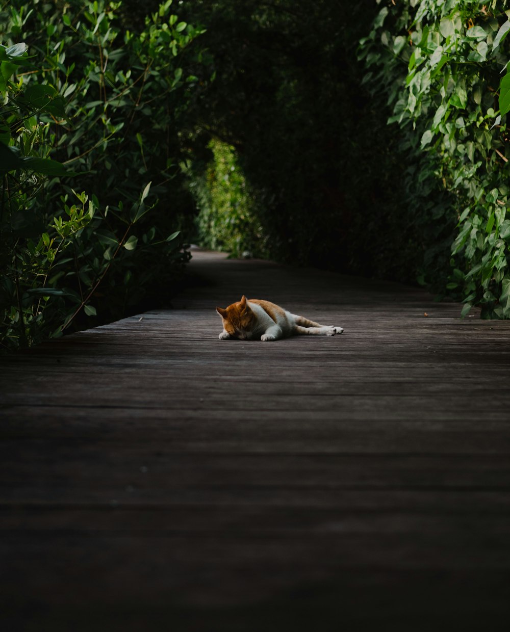 a cat lying on a wood deck