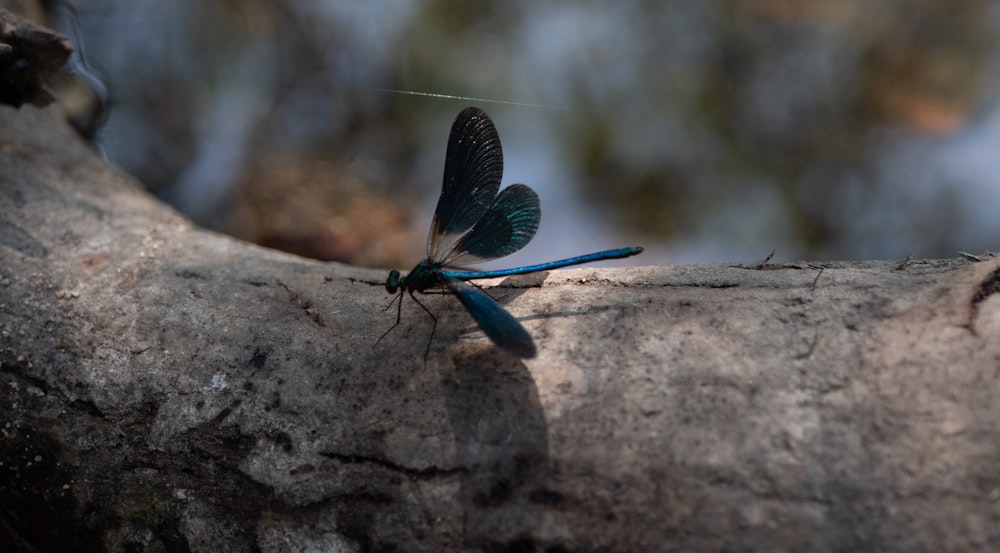 a blue and black butterfly on a rock