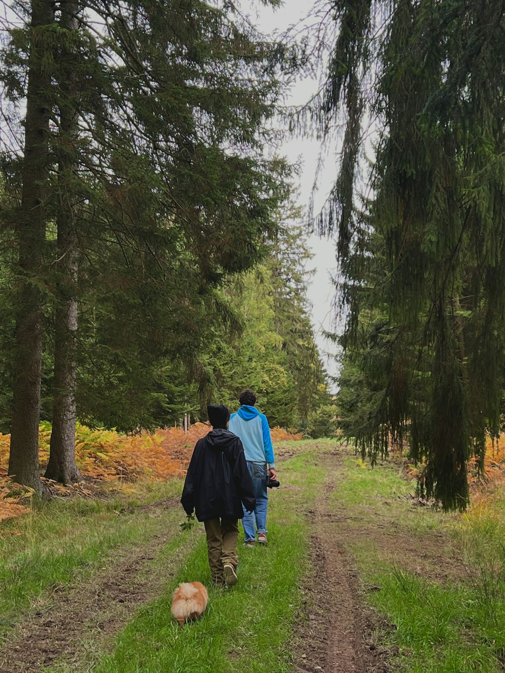 a couple people walking a dog on a trail in the woods