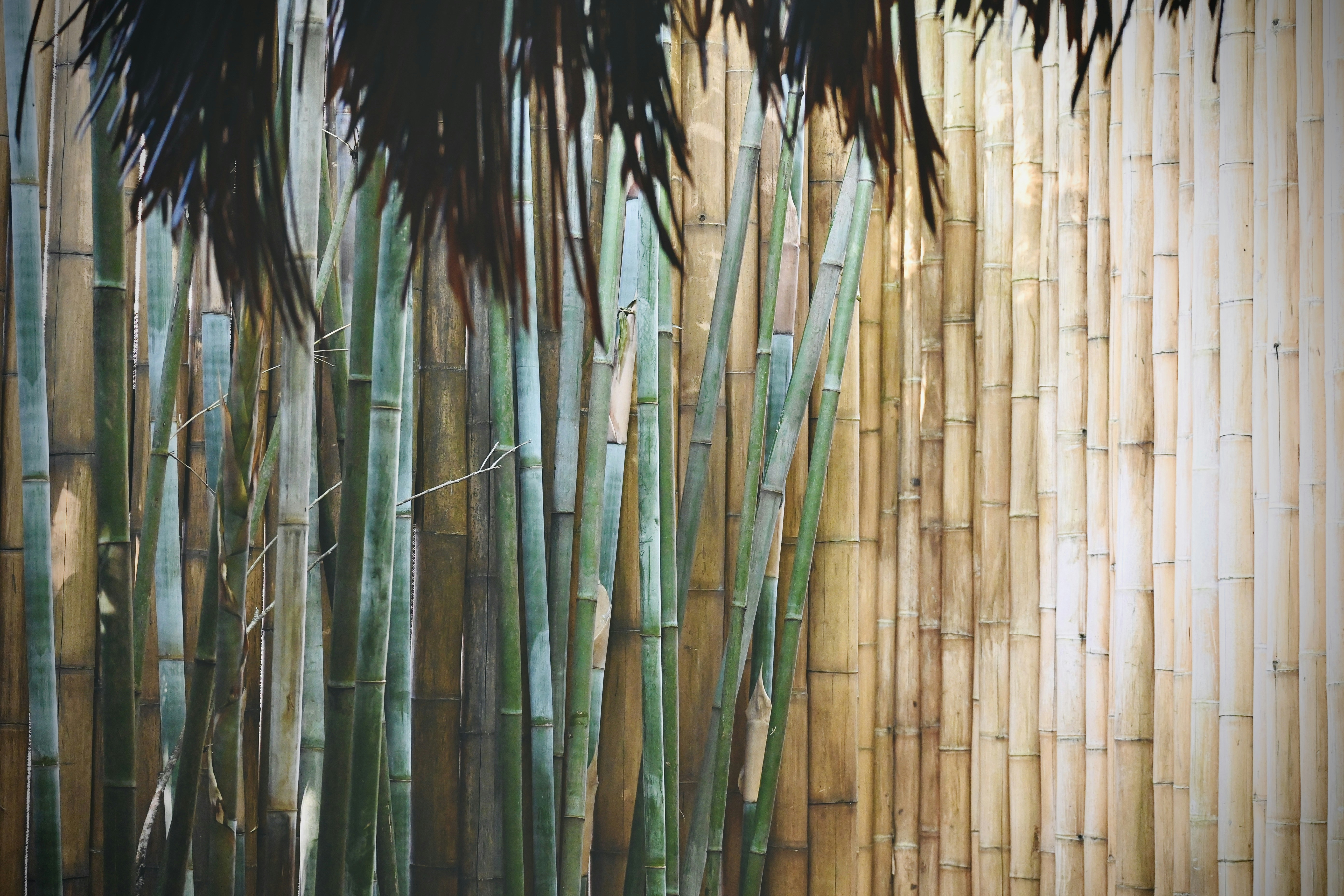 Photo by vijetha_surakanti