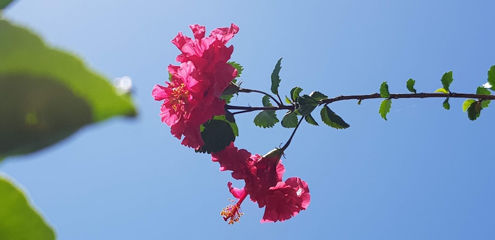 a branch with pink flowers