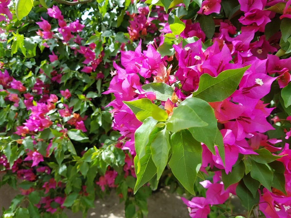 a group of flowers