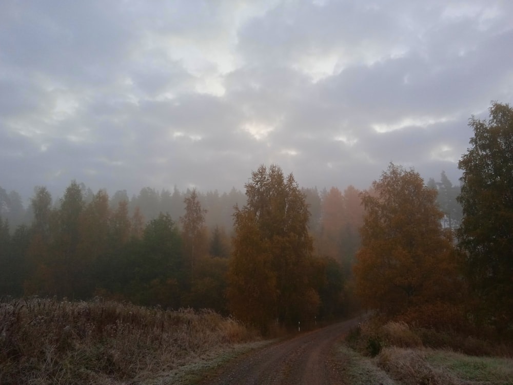 a dirt road surrounded by trees