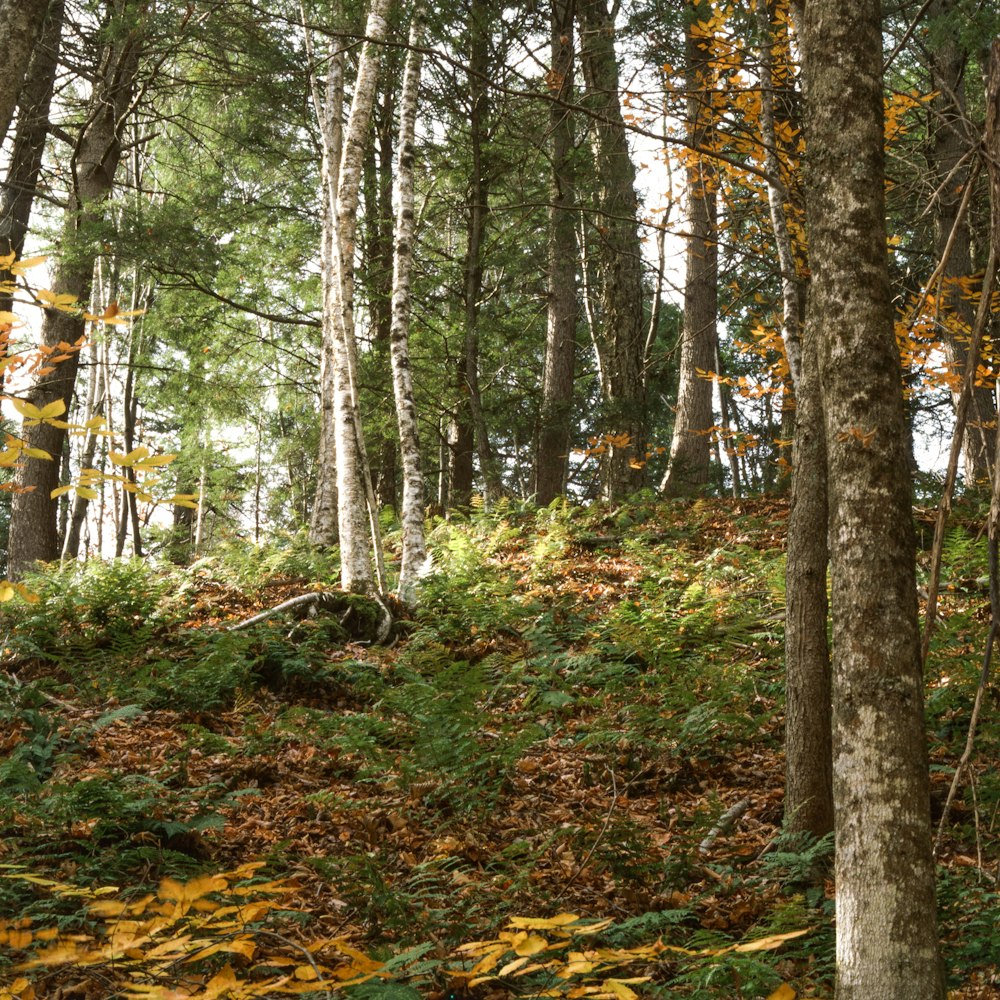 Un bosque con hojas caídas