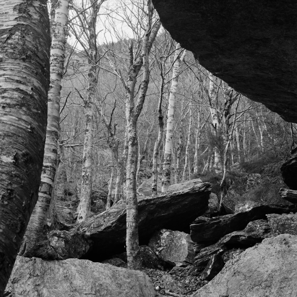 a black and white photo of trees and rocks