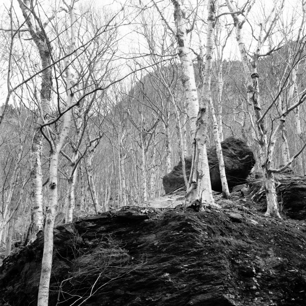 a black and white photo of trees and a rock wall
