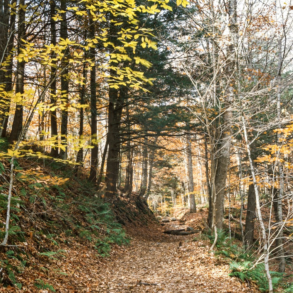 Un camino a través de un bosque