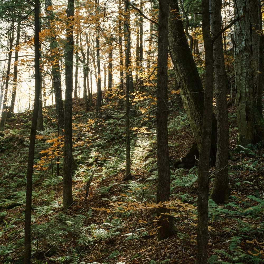 a forest with trees and leaves