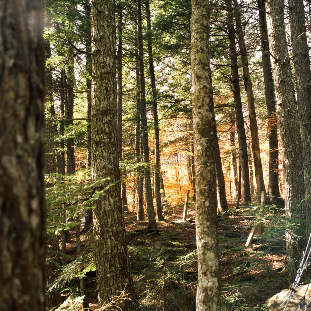 Un bosque con árboles altos