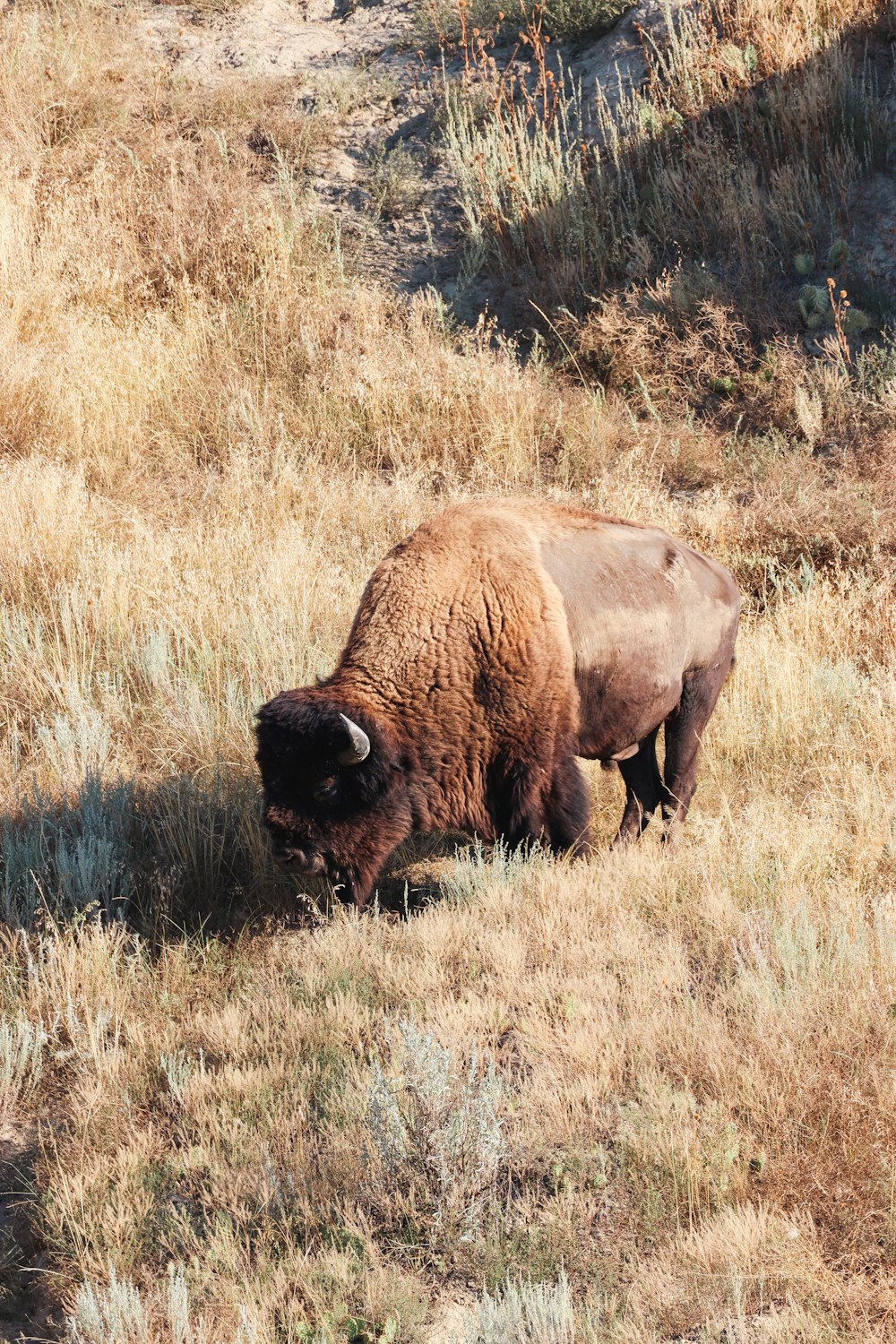 a buffalo in a field