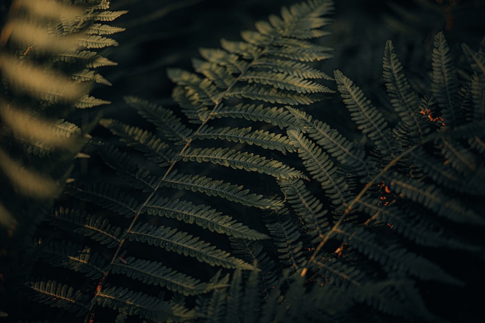 a close up of a bunch of feathers