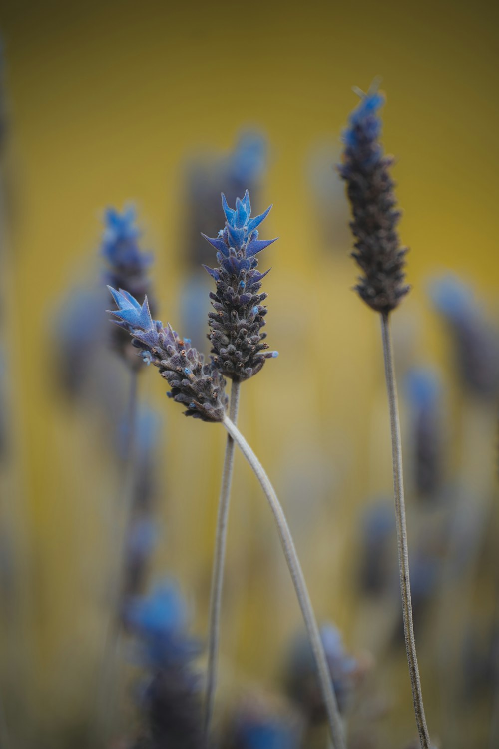 a close up of a flower