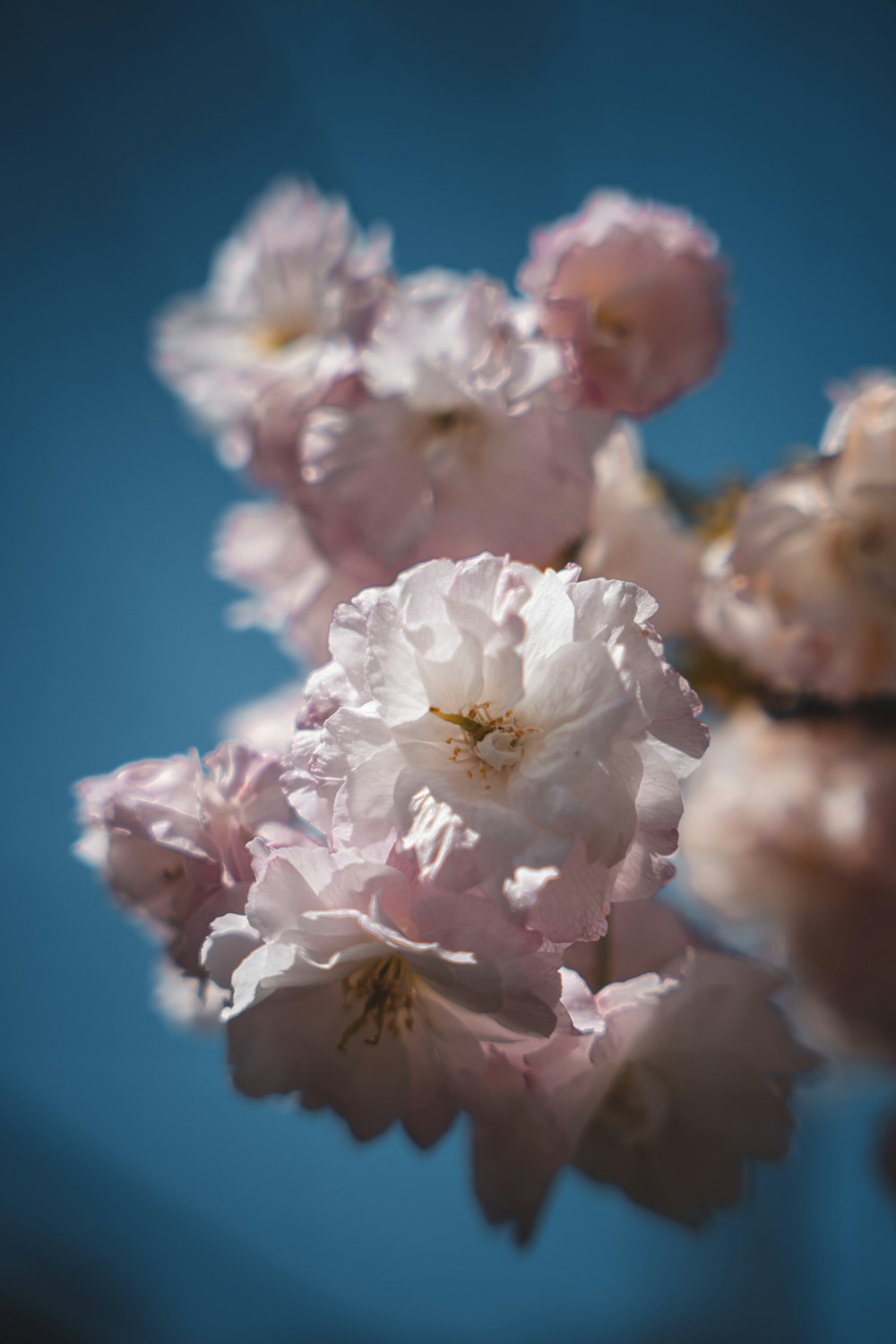 a close up of flowers