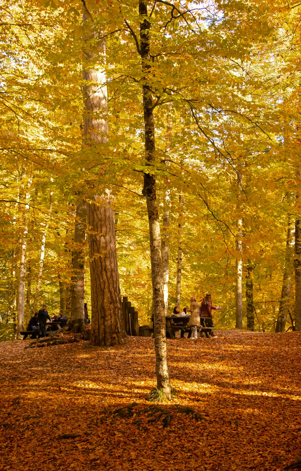 a group of people sitting on a bench in a forest