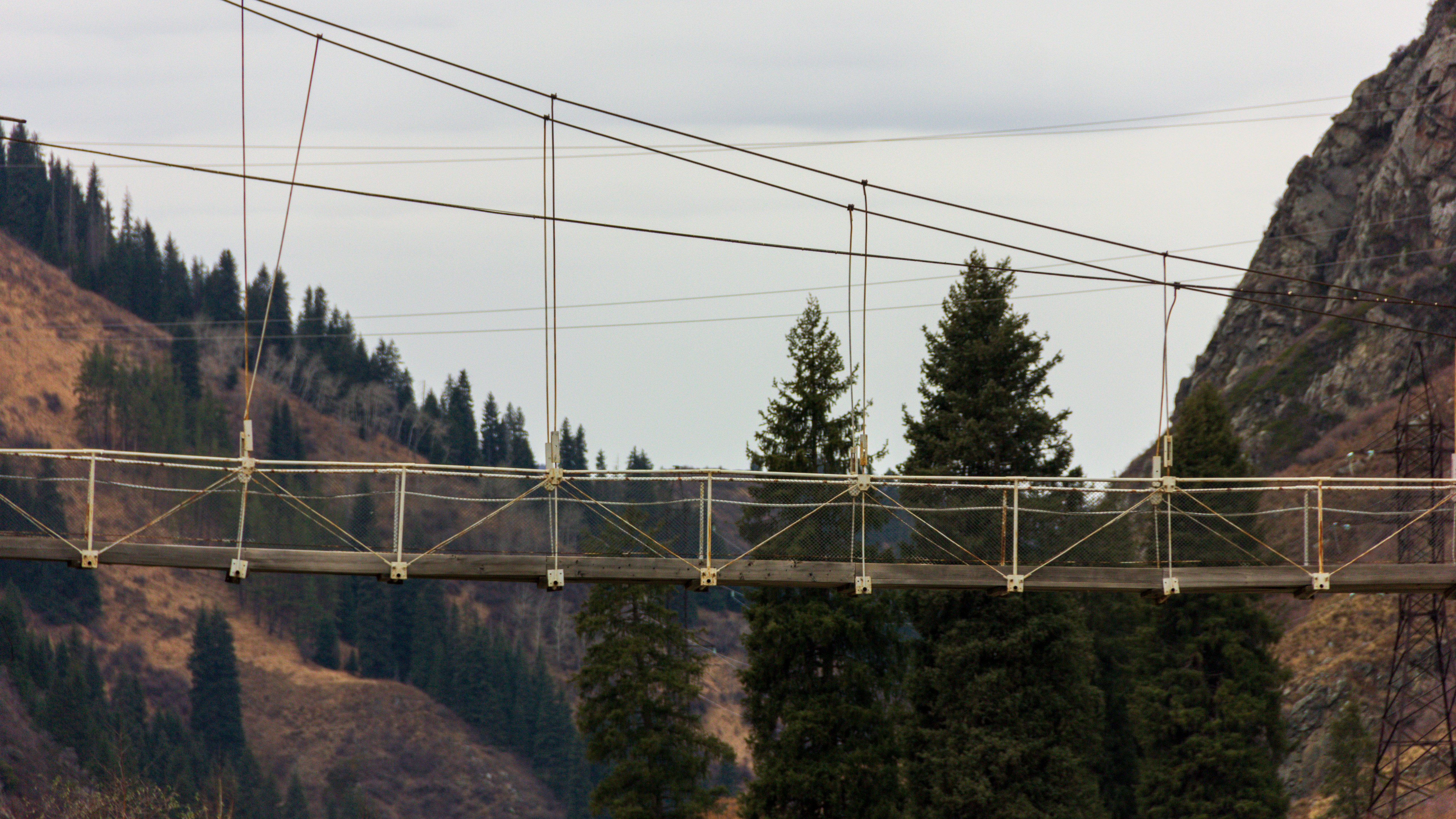 a bridge over a forest