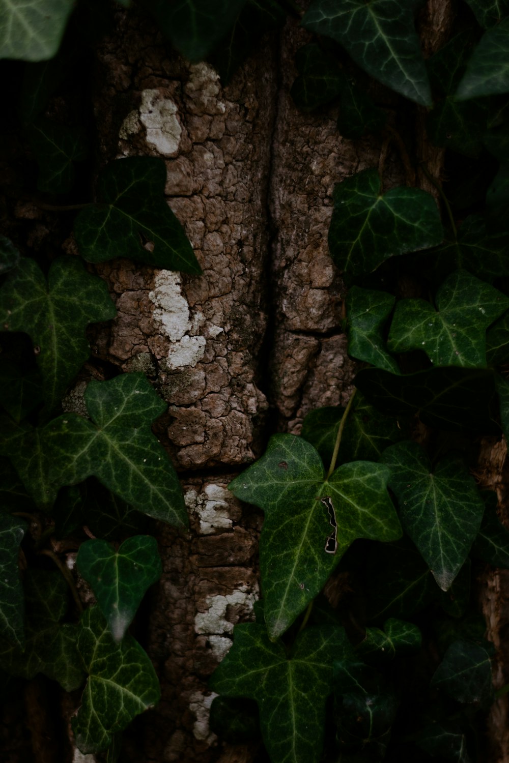 a tree trunk with leaves