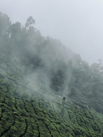 Ancient tea trees in a misty Yunnan mountain landscape.