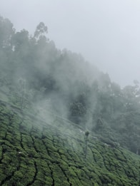 A misty landscape featuring a lush tea plantation on a hillside, with rows of green tea bushes. Tall, thin trees emerge sporadically from the plantation, and in the background, dense forest is partially obscured by fog.