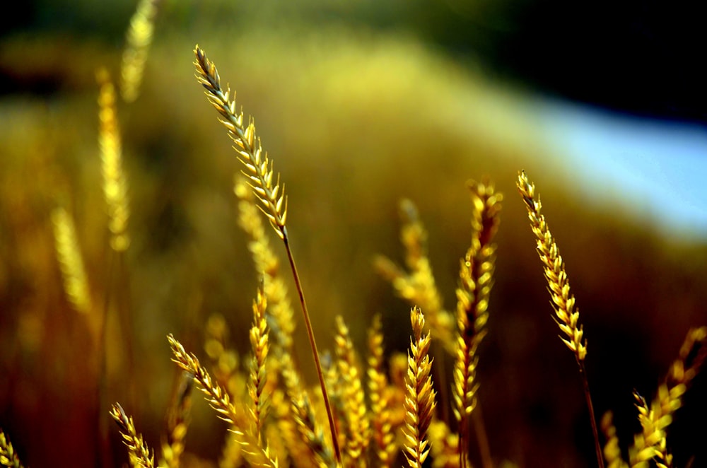 close up of a plant