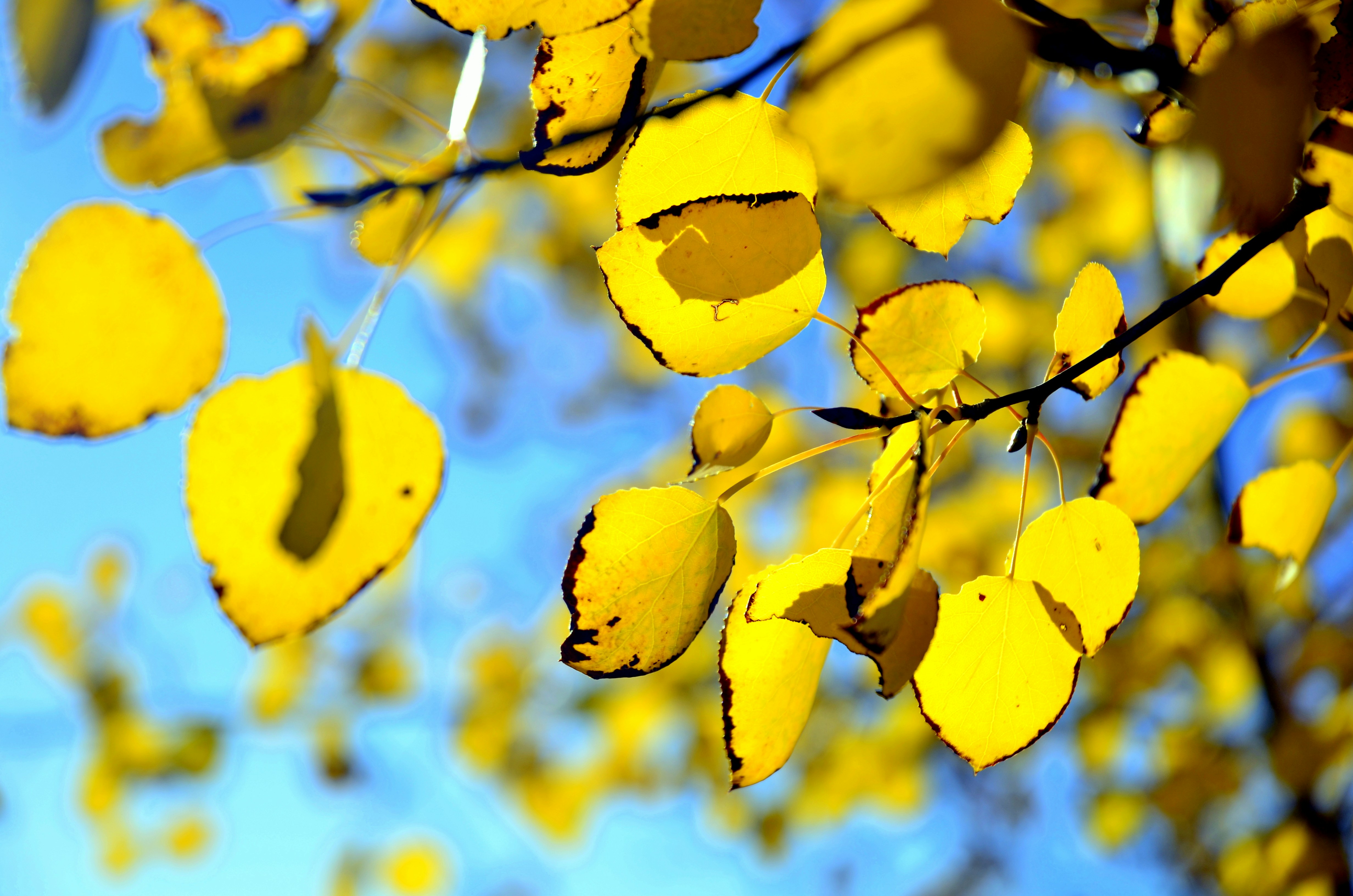 yellow leaves on a tree