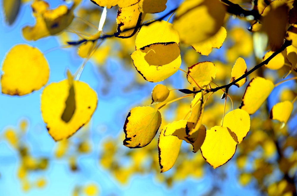 yellow leaves on a tree