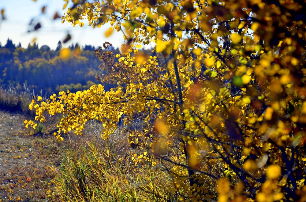 a tree with yellow leaves