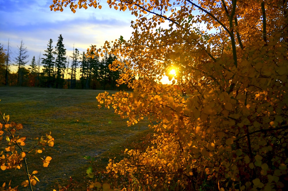 a tree with yellow leaves