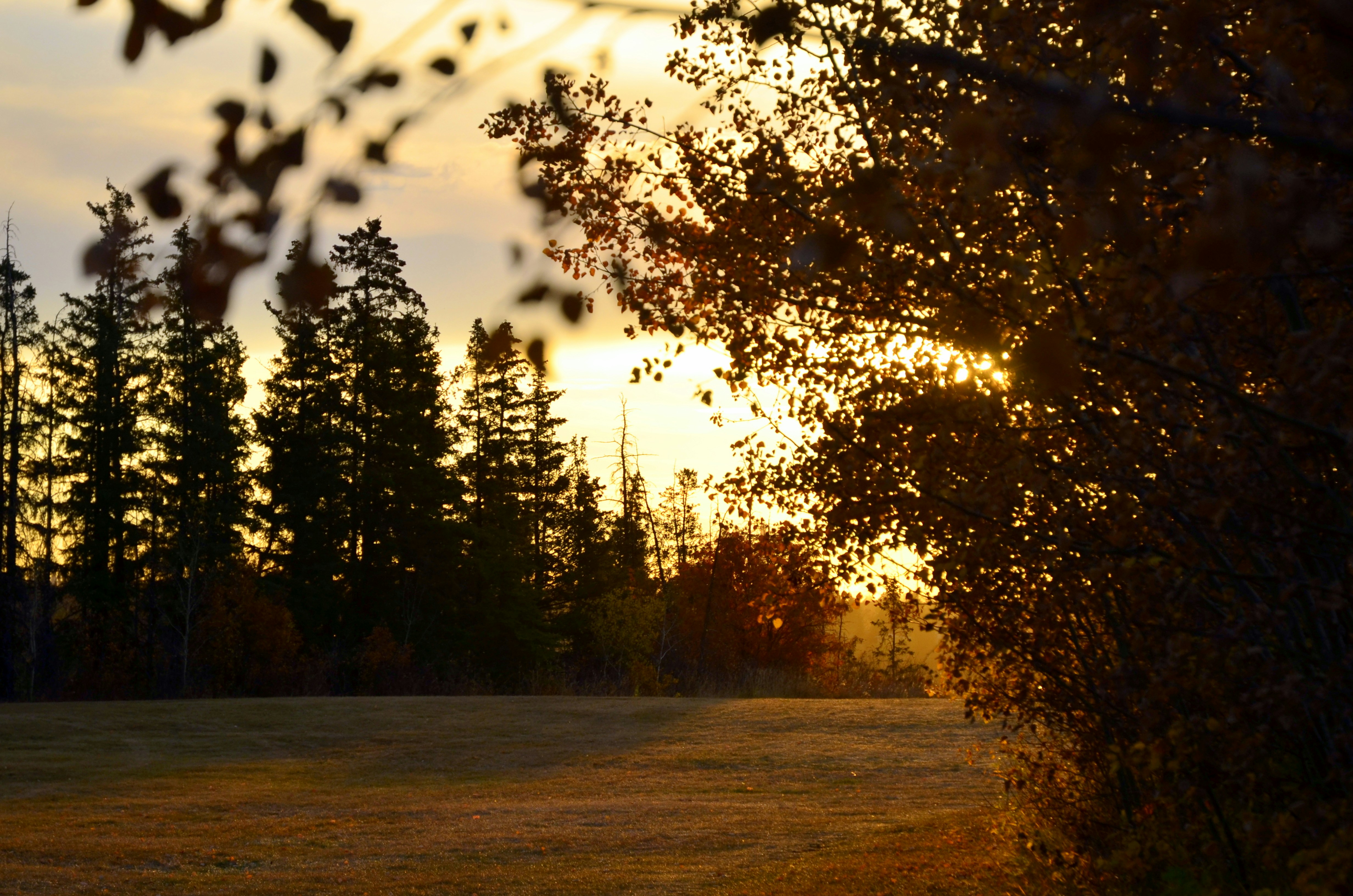 a field with trees in the background