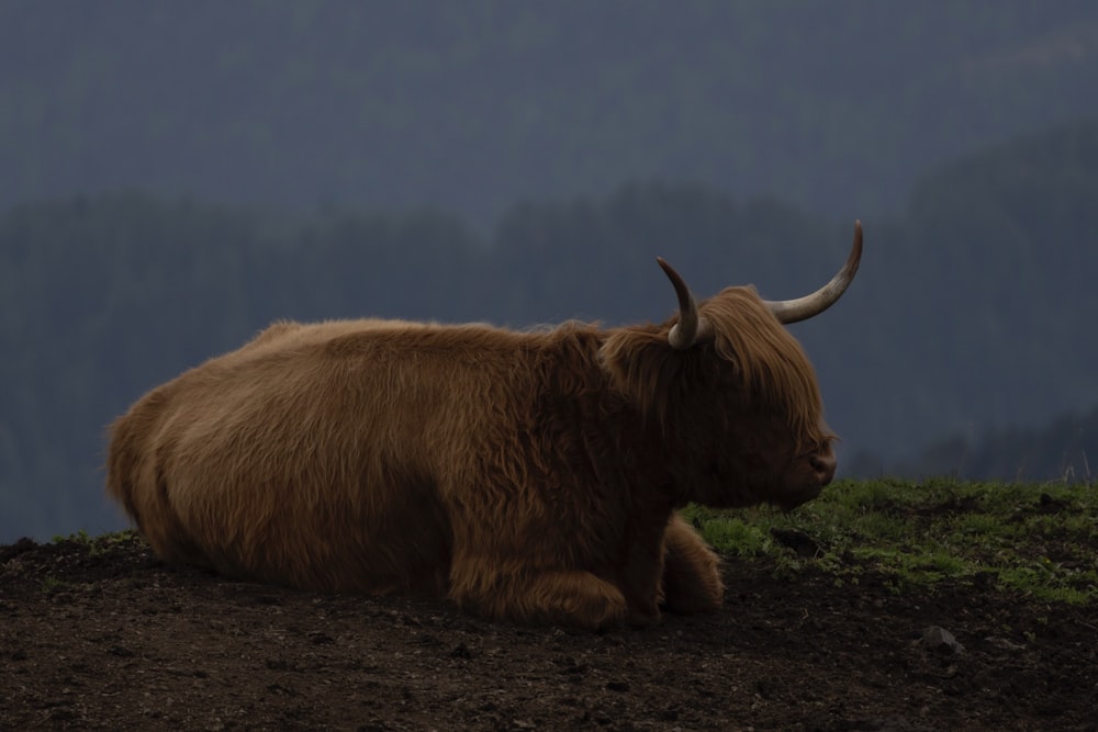 a yak sitting on the ground