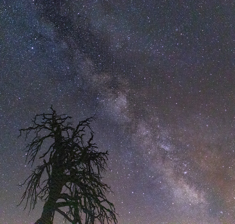 a tree and stars in the sky