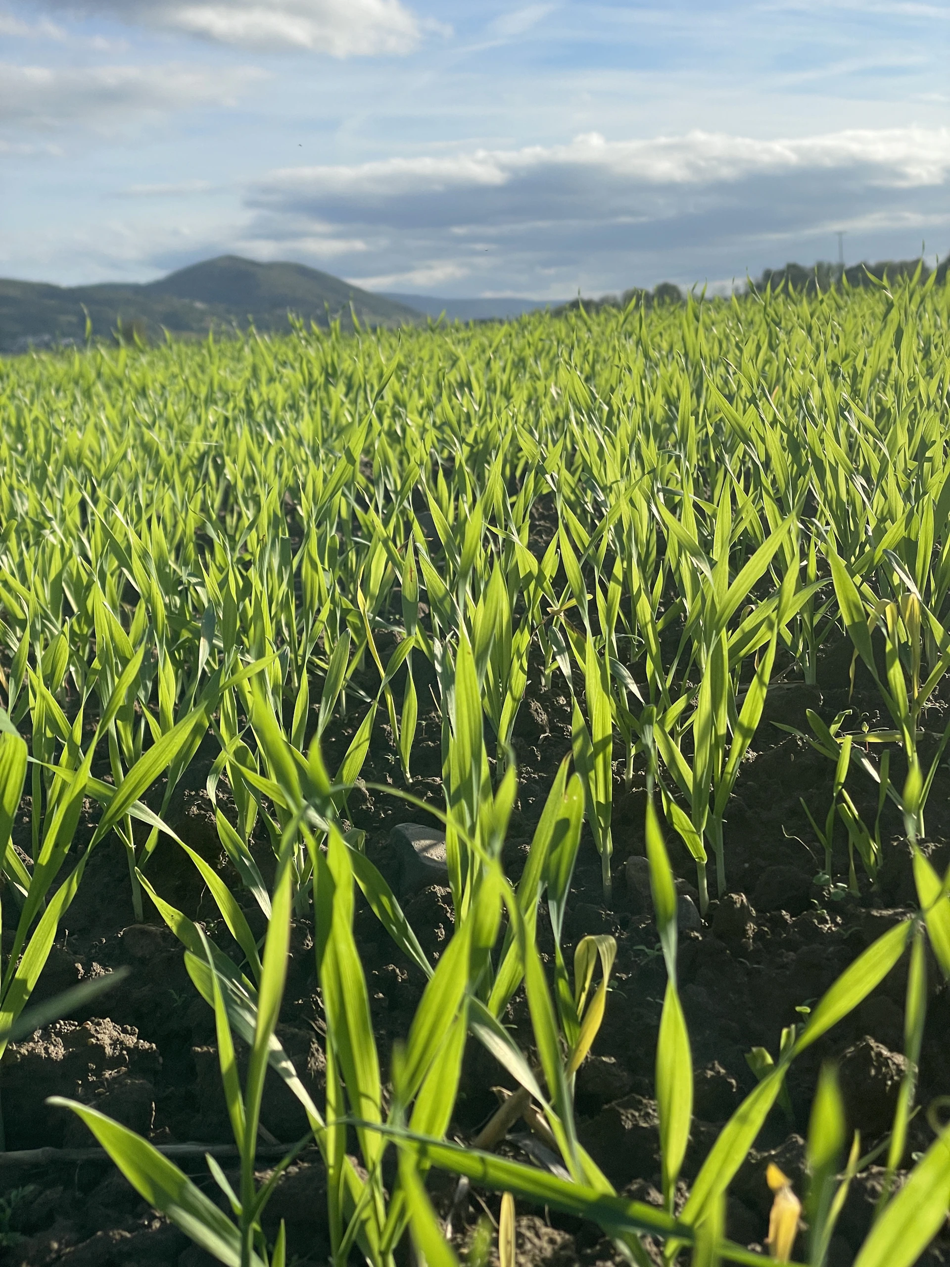 a field of green plants