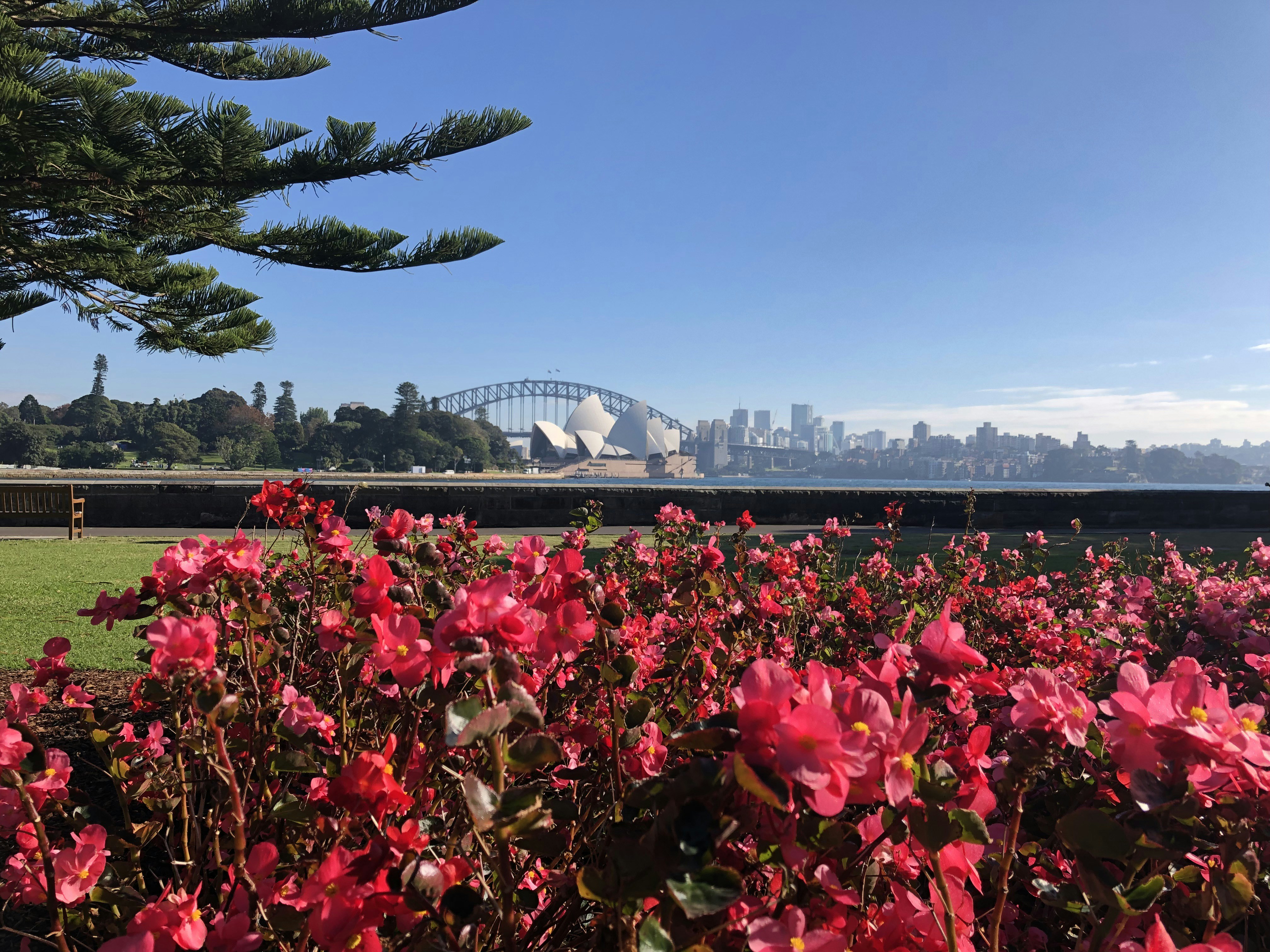 a field of flowers with a city in the background