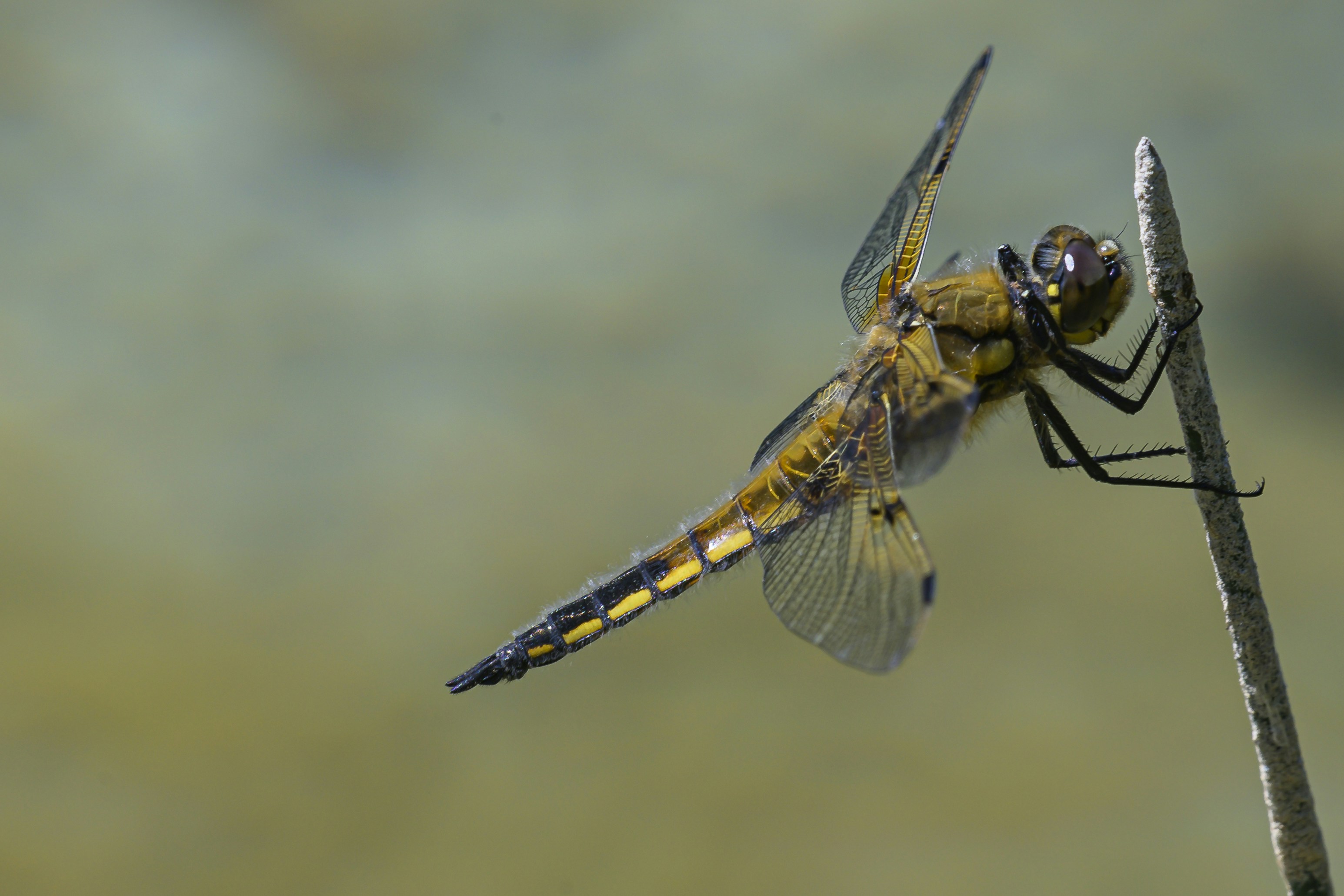 Photo by hans_leuzinger