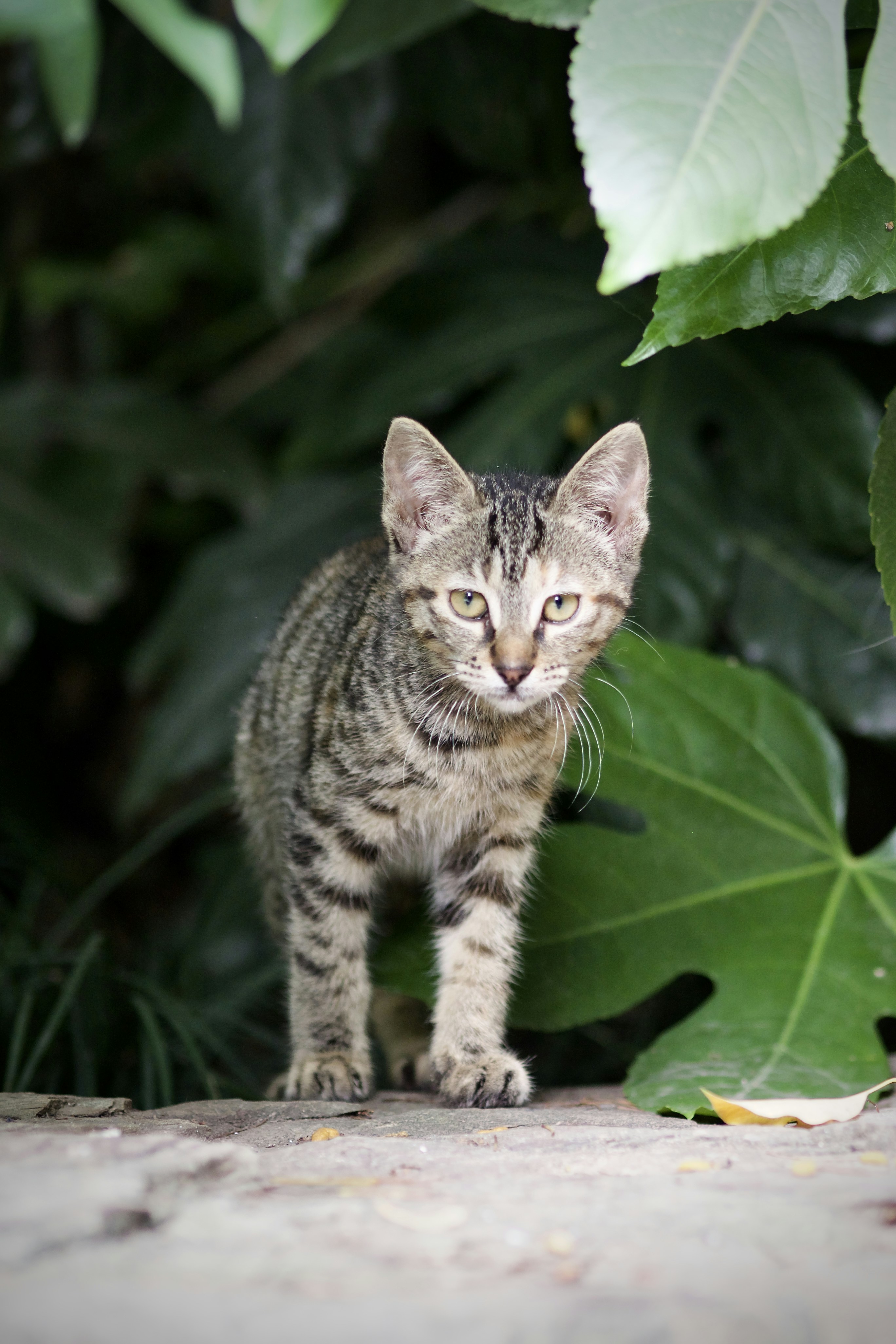 The Exotic Shorthair's Teddy Bear Paw (image credits: unsplash)