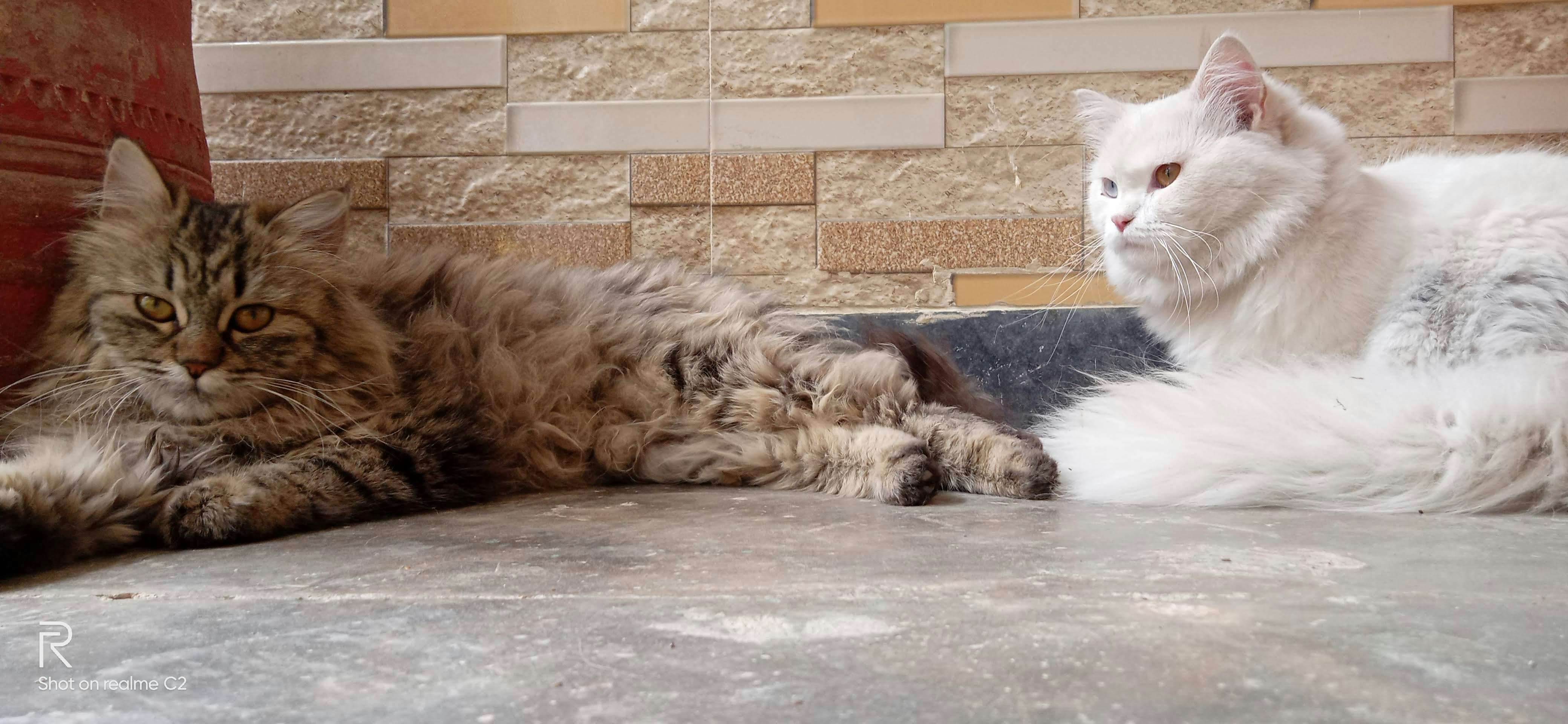 beberapa kucing tergeletak di tanah