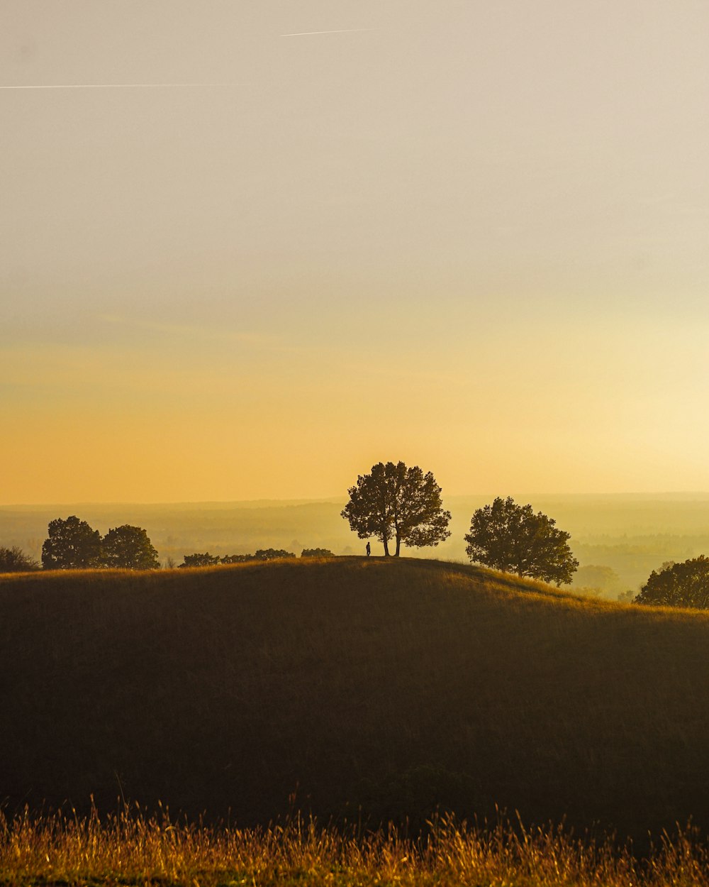 a field with trees in it