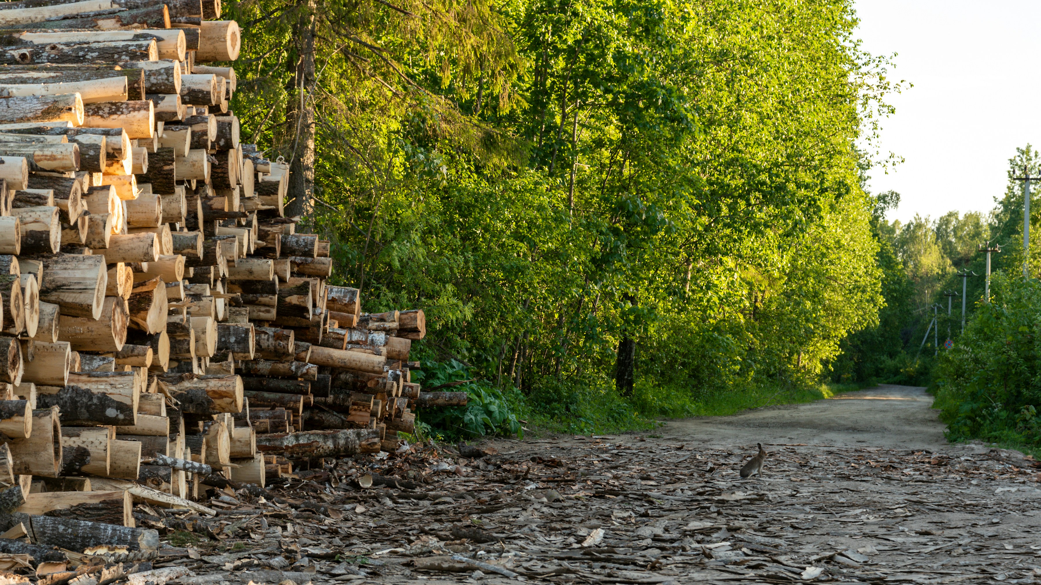 Weyerhaeuser's Strategic Moves Amidst a Challenging Lumber Market