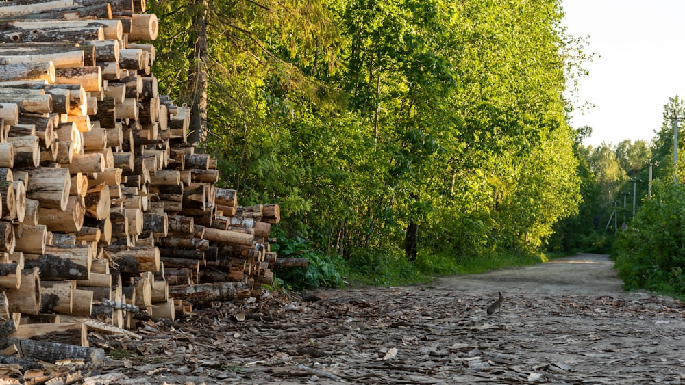 a river with logs on the side