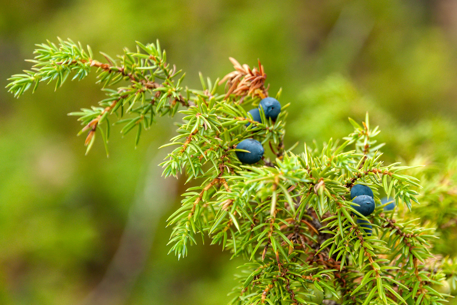 A sprig of juniper in morning sun, its berries ripening from green to dusty blue