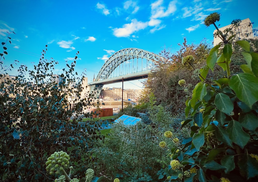 a garden with a roller coaster in the background